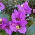 Bougainvillea glabra Blomst