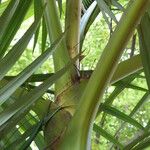Archontophoenix alexandrae Leaf