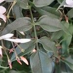 Jasminum polyanthum Levél