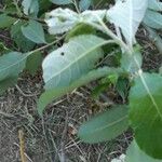 Salix caprea Лист