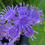 Ageratum houstonianum പുഷ്പം