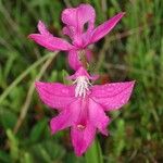 Calopogon tuberosus Flor