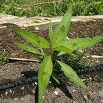 Polygonum lapathifolium Hoja