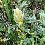 Castilleja sulphurea Flor