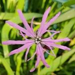 Lychnis flos-cuculiFlower