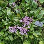 Hosta longipes Характер