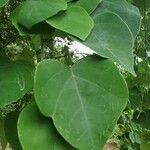 Adenia cissampeloides Leaf