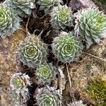 Sempervivum calcareum Лист