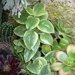 Mesembryanthemum cordifolium cv. 'Variegata'Лист
