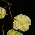 Pterocarpus rohrii Flor