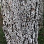 Pinus halepensis Kéreg