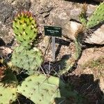 Opuntia macrorhiza List