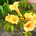 Campsis radicansFlower