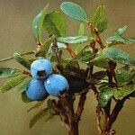 Vaccinium uliginosum Плод