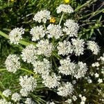 Oenanthe crocata Цветок