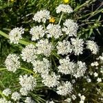 Oenanthe crocata Flower