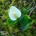 Calla palustris Habitat