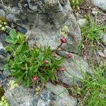 Armeria alpina Fleur