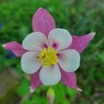 Aquilegia canadensisBloem