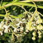 Gomphocarpus fruticosus फूल