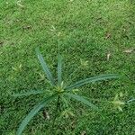 Cyperus laxus Yaprak