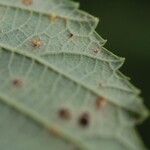 Rubus phyllostachys Yaprak