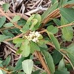 Exochorda × macrantha Fruit