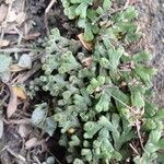 Saxifraga paniculata Blad