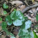 Asarum europaeumFoglia