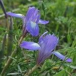 Moraea sisyrinchiumFlower