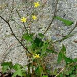 Lactuca muralis Libunga