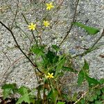 Lactuca muralis Habit