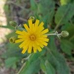 Hieracium glaucinum Flower