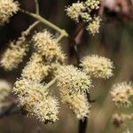 Combretum collinum Flower