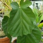 Pterospermum acerifolium Leaf