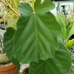 Pterospermum acerifolium Hoja