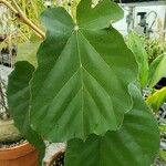 Pterospermum acerifolium Blatt