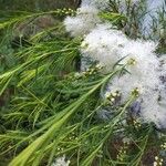Melaleuca alternifolia Çiçek