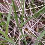 Danthonia decumbens Φύλλο