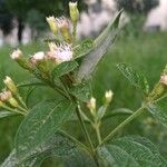 Chromolaena odorata Blatt