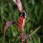 Serapias strictiflora Flower