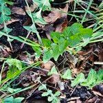 Sisymbrium officinale Foglia