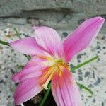 Zephyranthes carinata Λουλούδι