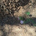 Geranium viscosissimum Blomst