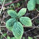 Rubus bertramii Blad