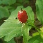 Trillium undulatum Fruit