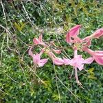 Rhododendron periclymenoides ᱵᱟᱦᱟ