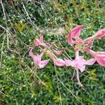 Rhododendron periclymenoides Квітка