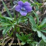 Viola pinnata Habit