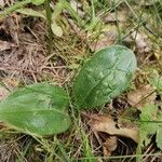 Platanthera bifolia Лист